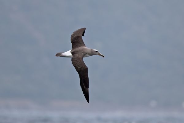 2019-03-04-salvin-s-albatross-00560BA3DD75-3203-7DD7-904D-76470BE94EF3.jpg
