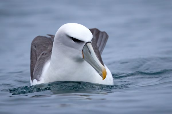 2019-03-04-shy-albatross-00284981F80C-336F-474A-6197-C06EEF450158.jpg