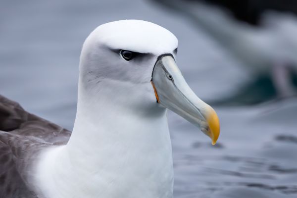 2019-03-04-shy-albatross-0032-bewerkt8B491287-A1A6-C80F-D137-45956D6C14CA.jpg