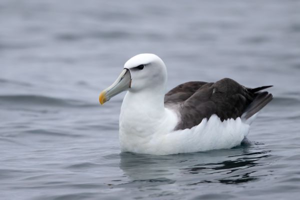 2019-03-04-shy-albatross-0044F2FD6897-8030-19C4-69E1-99D33CAFF032.jpg