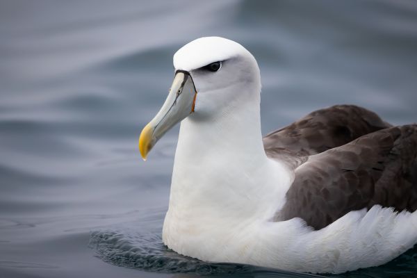 2019-03-04-shy-albatross-0090-bewerkt7B965516-4DA8-A876-D61A-3C4A52B742EF.jpg
