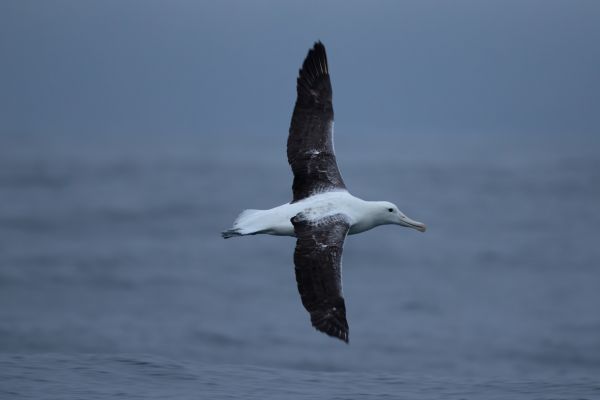 2019-03-04-southern-royal-albatross-00107C6D9FEA-A913-3A53-89FB-E9A378A576C9.jpg