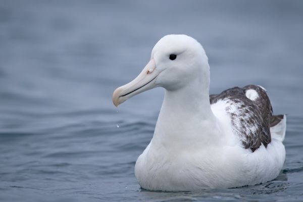 2019-03-04-southern-royal-albatross-002403C29E08-5FBC-6FBD-254B-25E1BC6FD6B4.jpg