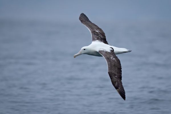 2019-03-04-southern-royal-albatross-0042885DDC55-0D61-7055-5D8F-B474EE2AFC7B.jpg