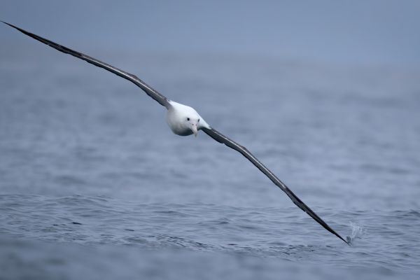 2019-03-04-southern-royal-albatross-005253E5A517-6C46-D2EC-B196-1B52C2BFC937.jpg