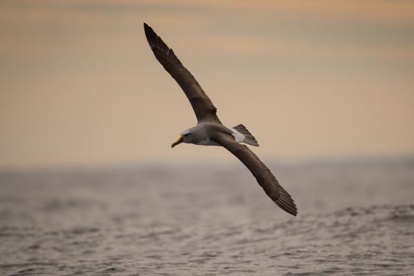 2019-03-11-buller-s-albatross-00285E674DFE-8BF0-D5AC-B3D7-7A9EFD3D1632.jpg