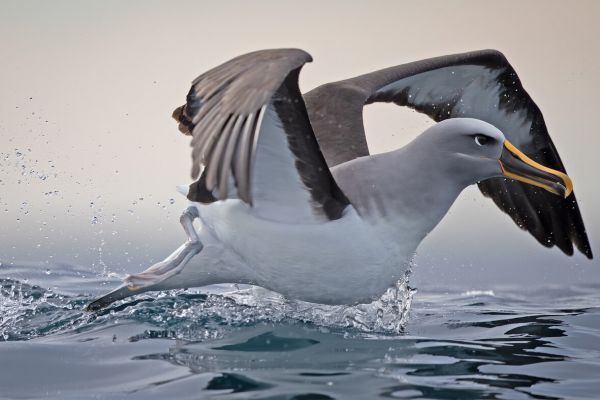 2019-03-11-buller-s-albatross-0037CC6235AC-EB2B-4DE7-2DA0-E6E9E186F3D1.jpg