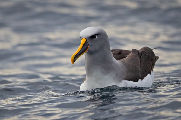 2019-03-11-buller-s-albatross-0052CB32C05C-252E-8F23-2619-2253BA3C2A8D.jpg