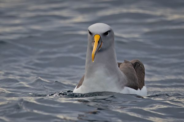 2019-03-11-buller-s-albatross-0059-27B0592E4-5789-6F3E-3765-0871BD8FCB0D.jpg