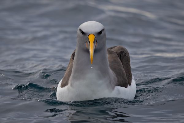 2019-03-11-buller-s-albatross-0068E362238C-E5C4-603D-F17C-EE01ABD66428.jpg