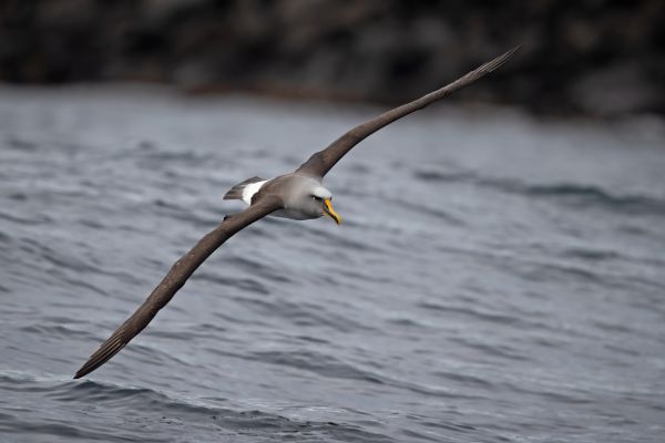 2019-03-11-buller-s-albatross-0149055DF1AD-A79E-9BBD-BA13-6FFAF50678C4.jpg