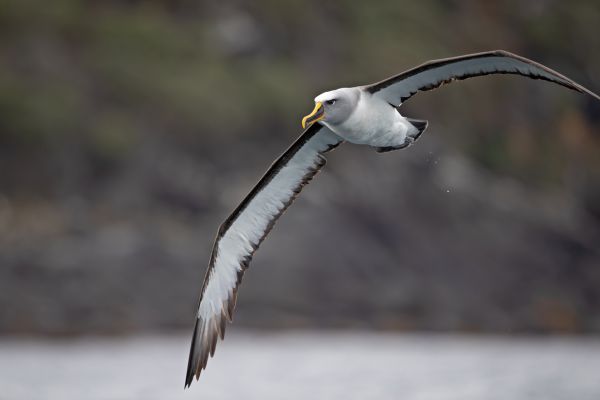 2019-03-11-buller-s-albatross-01687F563B43-4E71-D700-2F24-A89933C0FF62.jpg