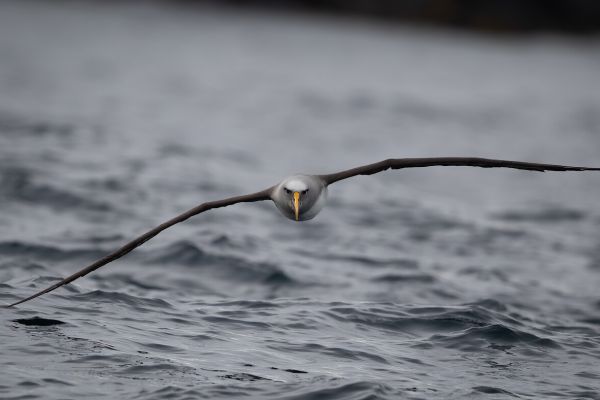 2019-03-11-buller-s-albatross-0188CC350F2A-8EF7-8F42-AA9D-2BFFC003BE57.jpg
