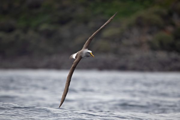 2019-03-11-buller-s-albatross-0192FA2AB7C0-2BE0-927B-F7EE-83FC712F10D6.jpg