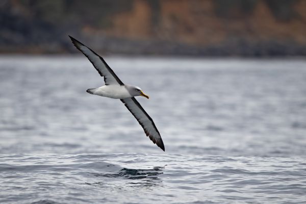 2019-03-11-buller-s-albatross-02213E6EBE60-4D0F-C3D4-6161-B74CFEAE0533.jpg