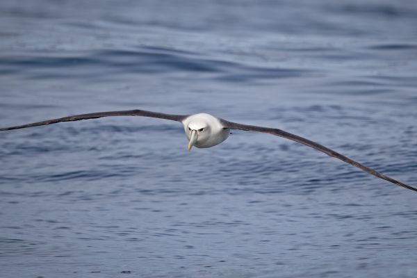 2019-03-11-shy-albatross-001280793334-0A49-1A4D-6507-073C1427D0E1.jpg