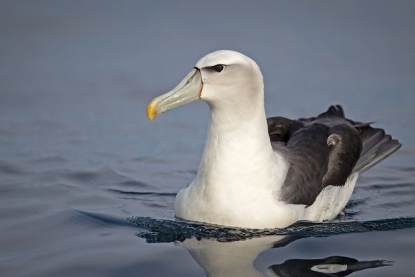 2019-03-11-shy-albatross-0014B11C3882-8EBF-BC55-8C0D-F0FD65F789FA.jpg