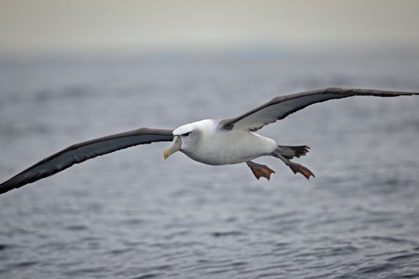 2019-03-11-shy-albatross-003525D3DF37-3CBE-9E6E-3F14-AA92DE2195ED.jpg