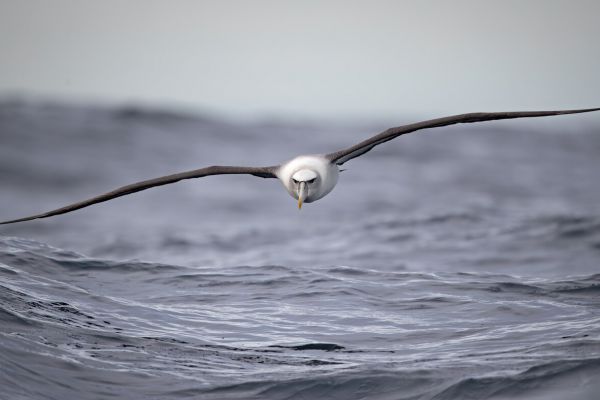 2019-03-11-shy-albatross-0053CFDF9524-65D0-9DFF-2909-F4C4F53D0590.jpg