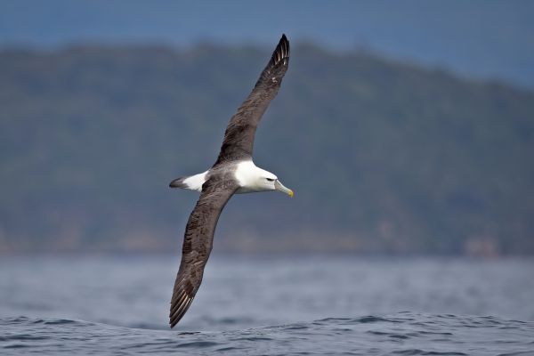 2019-03-11-shy-albatross-0159025CB4D2-5330-9F7B-59A4-617394EF4CB0.jpg