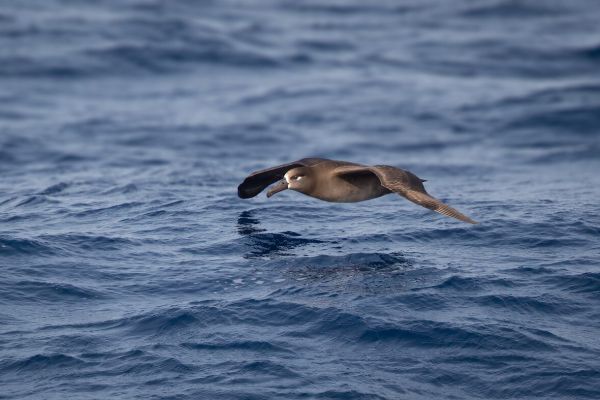 2019-04-10-black-footed-albatross-003371FF150F-1B0F-514A-43D7-F4523849C9EF.jpg