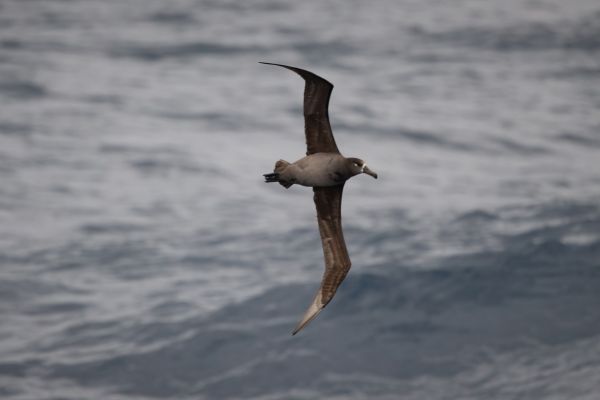 2019-04-12-black-footed-albatross-0022A8844DED-9D55-039B-C373-1C32BEF3479A.jpg