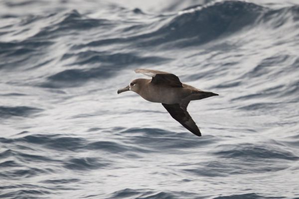 2019-04-12-black-footed-albatross-0045736CB3F0-F2F7-77F6-F0FF-64A1CD9870F9.jpg