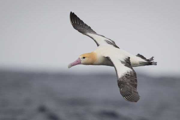 2019-04-12-short-tailed-albatross-074589F11865-88CA-1F5A-A6EE-5BE7B68AE898.jpg