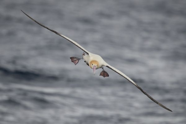 2019-04-12-short-tailed-albatross-07738E407E63-59E7-DBFC-8E76-DBC56099B1E1.jpg
