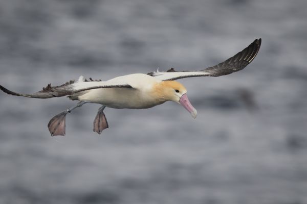 2019-04-12-short-tailed-albatross-0865EF3E8F68-4BF6-601C-E33A-58FF87527EFE.jpg