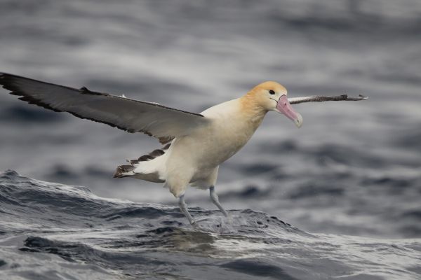 2019-04-12-short-tailed-albatross-0875EAD94332-B358-85D1-519F-89B59F6CCC3F.jpg