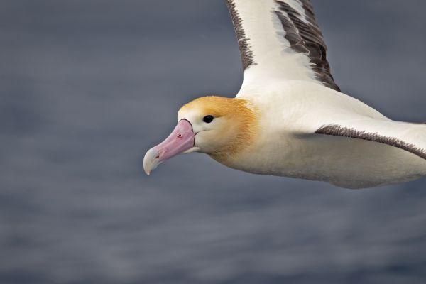 2019-04-12-short-tailed-albatross-09601C0BF16B-6257-94AD-A483-BFFB46146A94.jpg