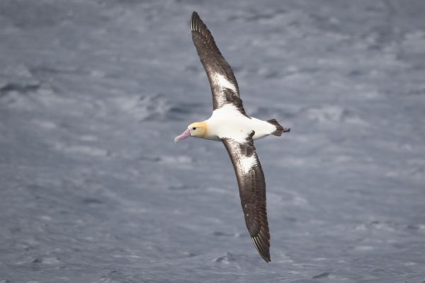 2019-04-12-short-tailed-albatross-1069A1CA2AE7-5383-8902-D699-C9043F930706.jpg