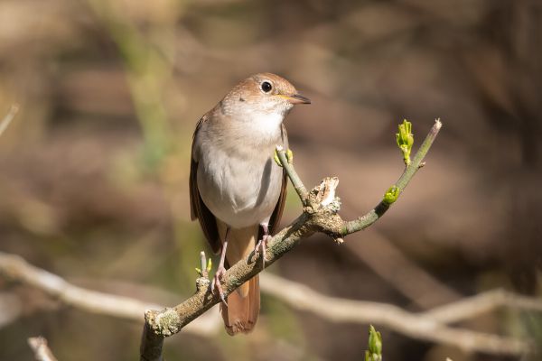 Common Nightingale
