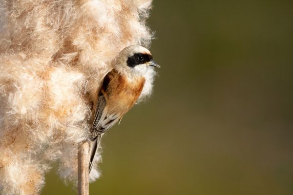 Eurasian Penduline Tit