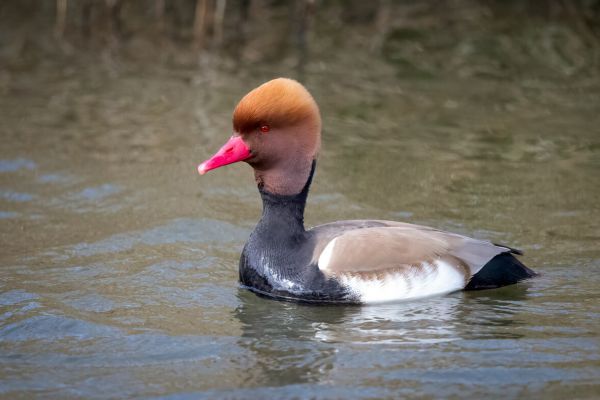 Red-crested Pochard