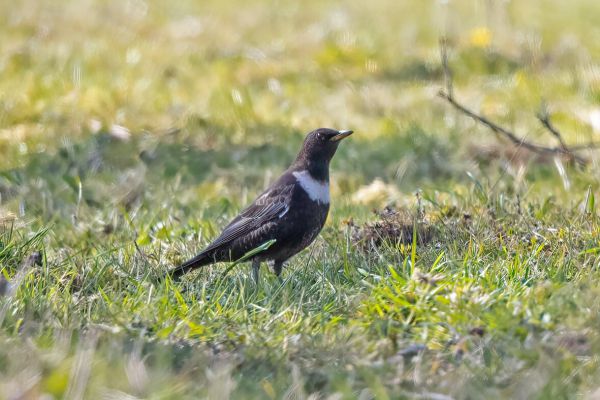 Ring Ouzel