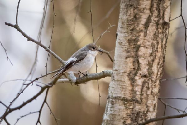 European Pied Flycatcher
