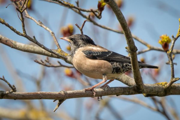 Rosy Starling