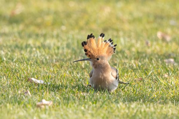 Eurasian Hoopoe