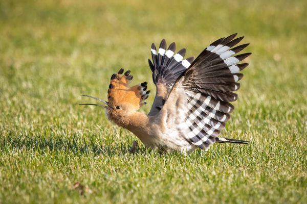 Eurasian Hoopoe