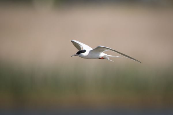 Roseate Tern