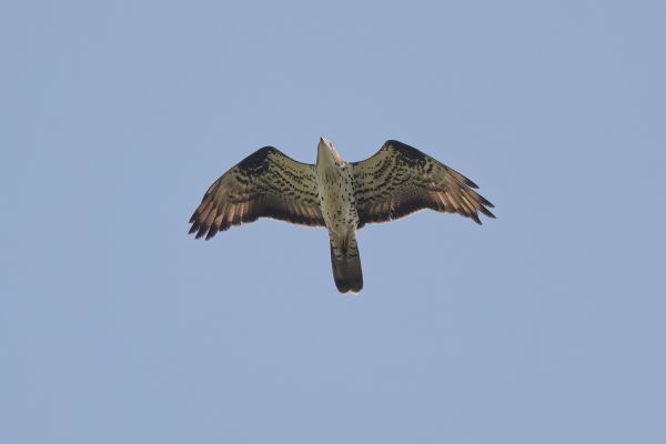 European Honey Buzzard