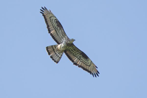 European Honey Buzzard