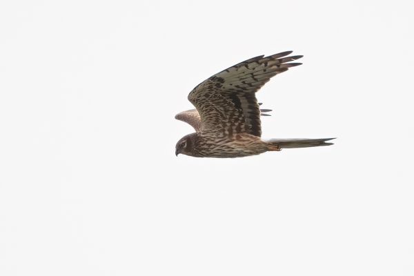 Montagu's Harrier, Circus pygargus, Photo made near Finsterwolde, The Netherlands, 12-06-2021