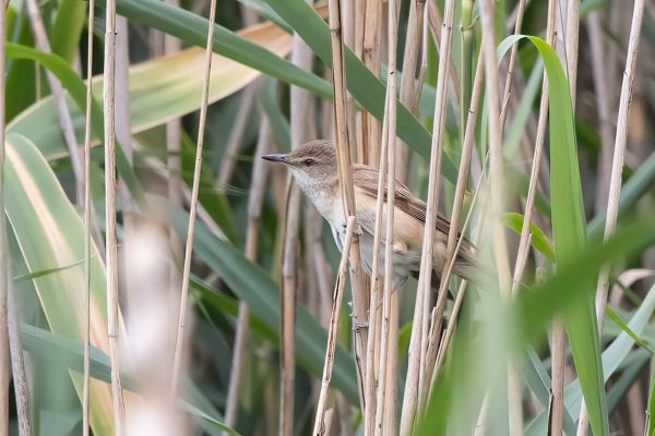Great Reed Warbler