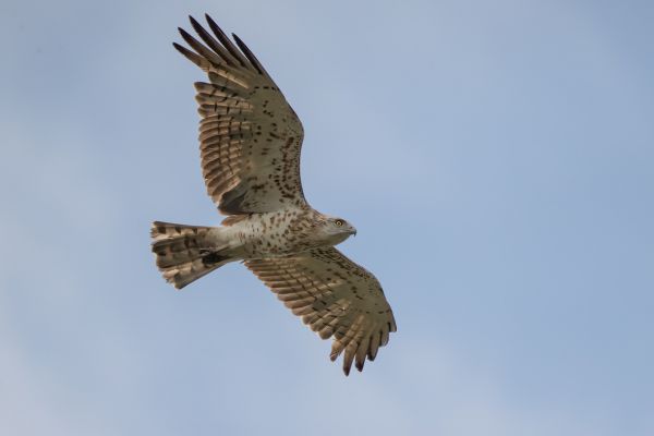 Short-toed Snake Eagle