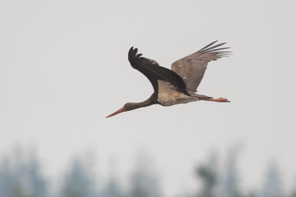 Black Stork