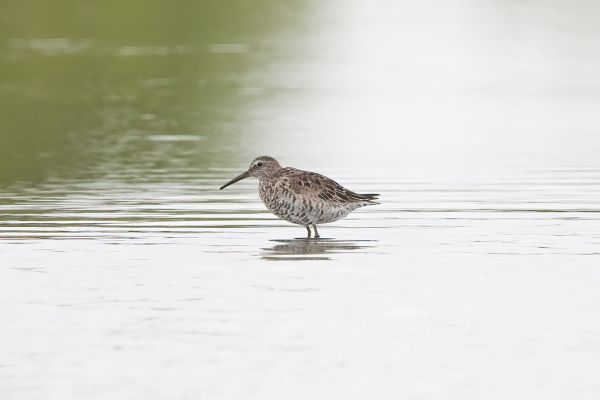 Stilt Sandpiper