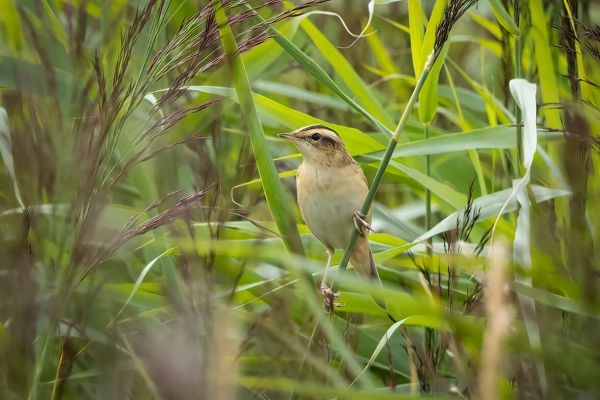 Aquatic Warbler